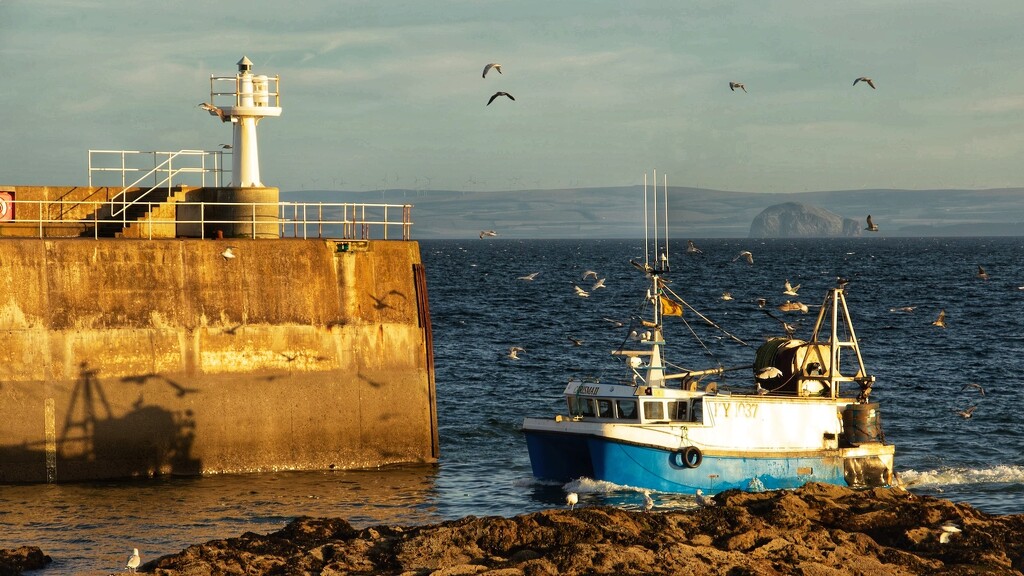 Returning to Pittenweem harbour….. by billdavidson