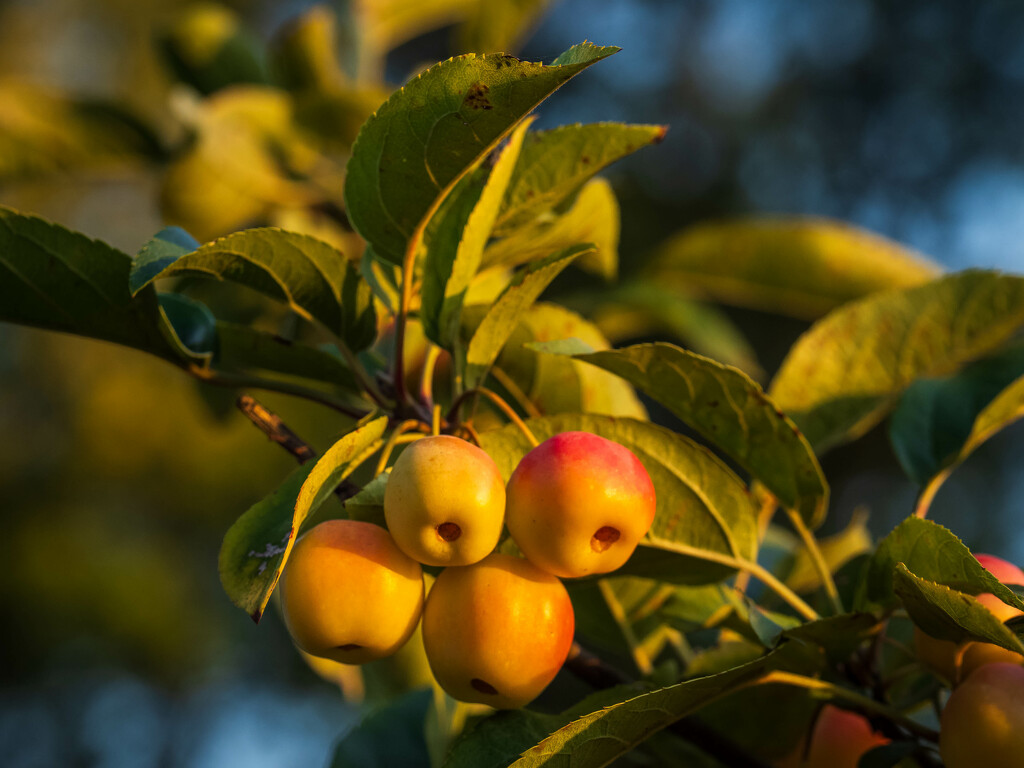 Crab apples by haskar