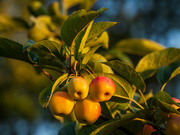 19th Sep 2024 - Crab apples