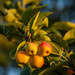 Crab apples