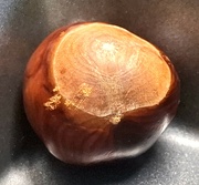 19th Sep 2024 - Day 254/366. Conker.