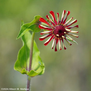 18th Sep 2024 - Zinnia Blossom