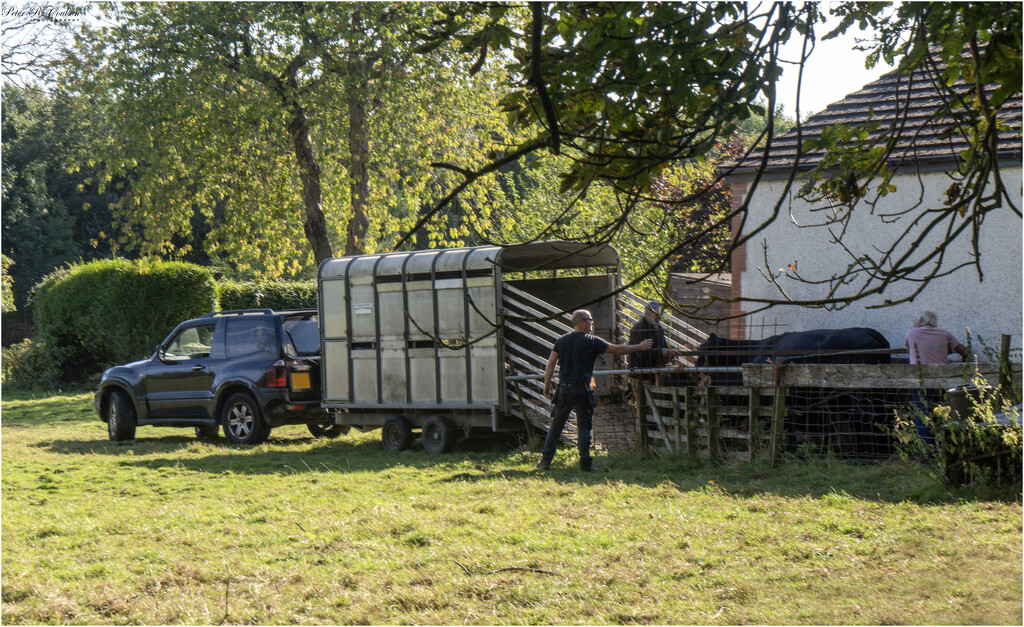 Coaxing into the trailer by pcoulson