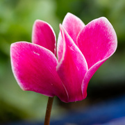 19th Sep 2024 - Cyclamen