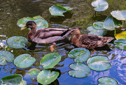 19th Sep 2024 - Cruising through the Lily Pads