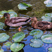 Cruising through the Lily Pads