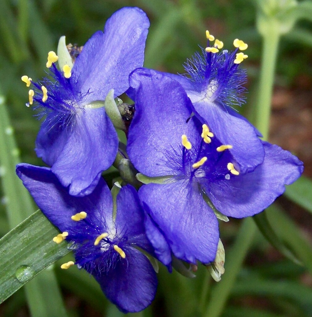 Ohio Spiderwort by kcbanning