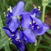 Ohio Spiderwort