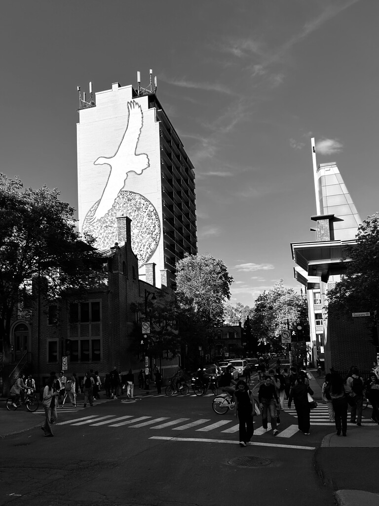 Soaring over McGill campus by fperrault