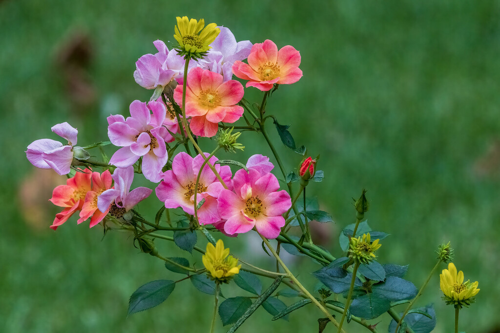 Roses & Sunflowers  by kvphoto