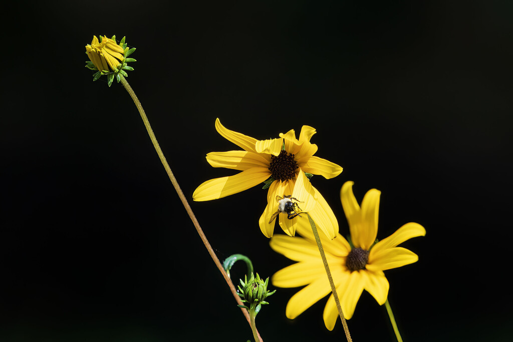 Sunflower Bee by kvphoto