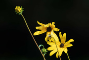 19th Sep 2024 - Sunflower Bee