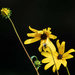 Sunflower Bee