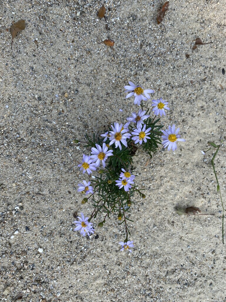 Dune Flower by huger