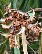 19th Sep 2024 - Stinking Iris