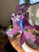 19th Sep 2024 - Oxalis flowers