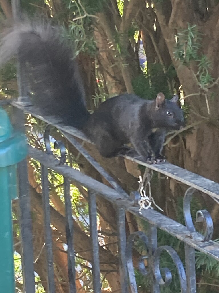 Walking the Railing by spanishliz