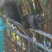 Walking the Railing