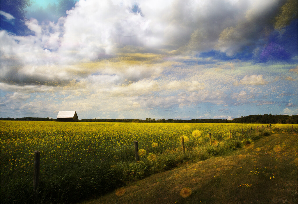 Canola Fields Forever by pdulis