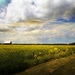 Canola Fields Forever