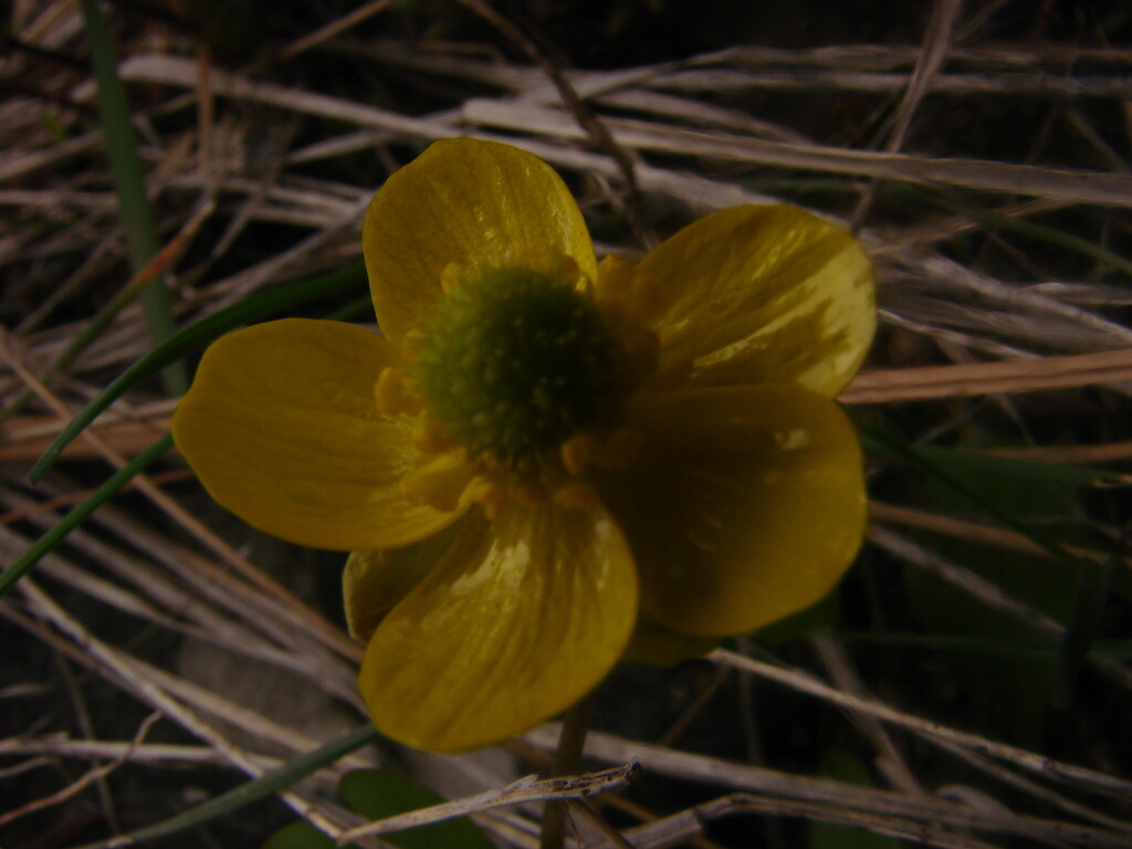 Yellow Flower by colewallace