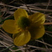 Yellow Flower