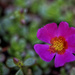 Moss Rose