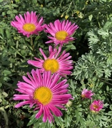 19th Sep 2024 - China Aster 