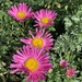 China Aster 