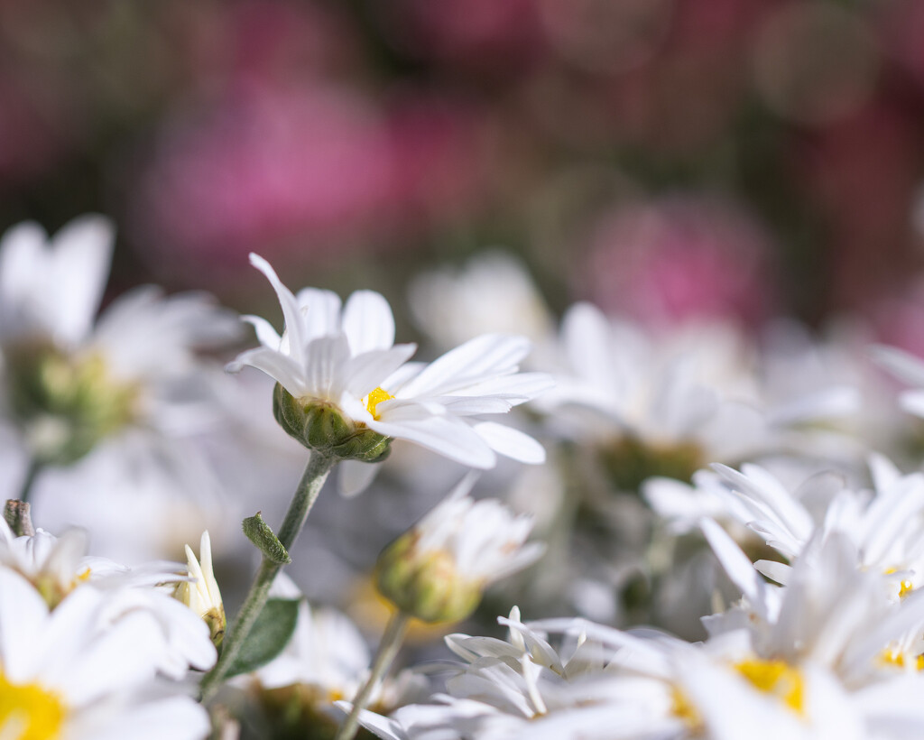 mums by aecasey