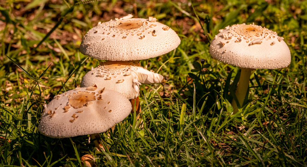 Mushrooms Galore! by rickster549