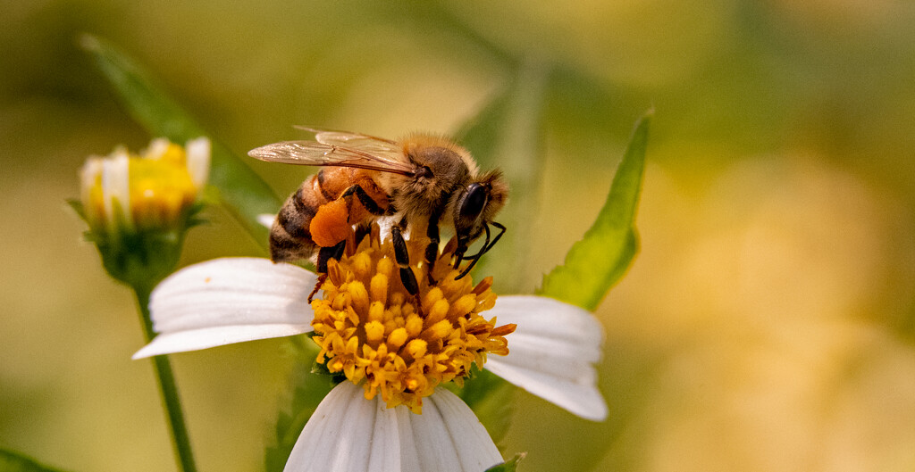 The Bee Covered With Pollen! by rickster549