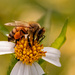 The Bee Covered With Pollen!