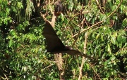 20th Sep 2024 - Bat In Flight~