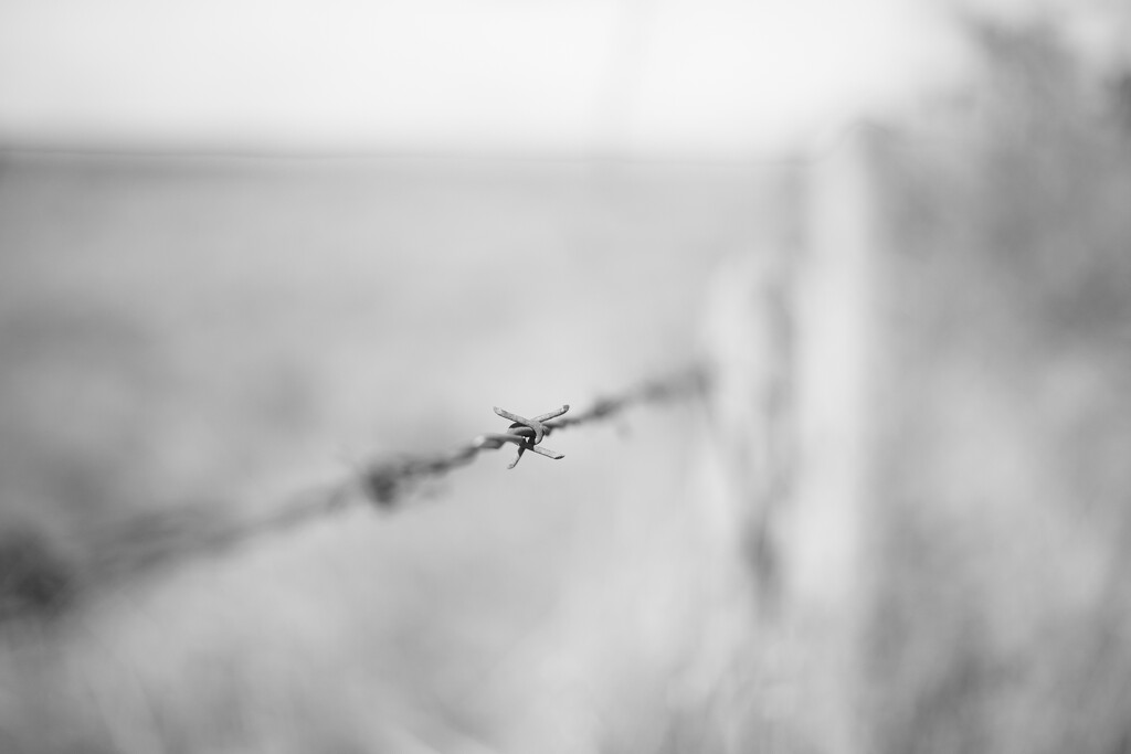 Barbed Wire by cdcook48