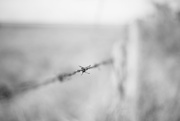 19th Sep 2024 - Barbed Wire