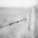 Barbed Wire