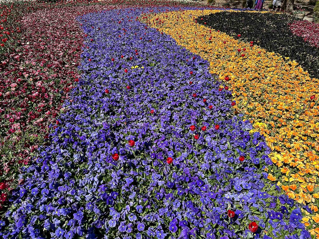 flower runway by pusspup