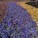 flower runway