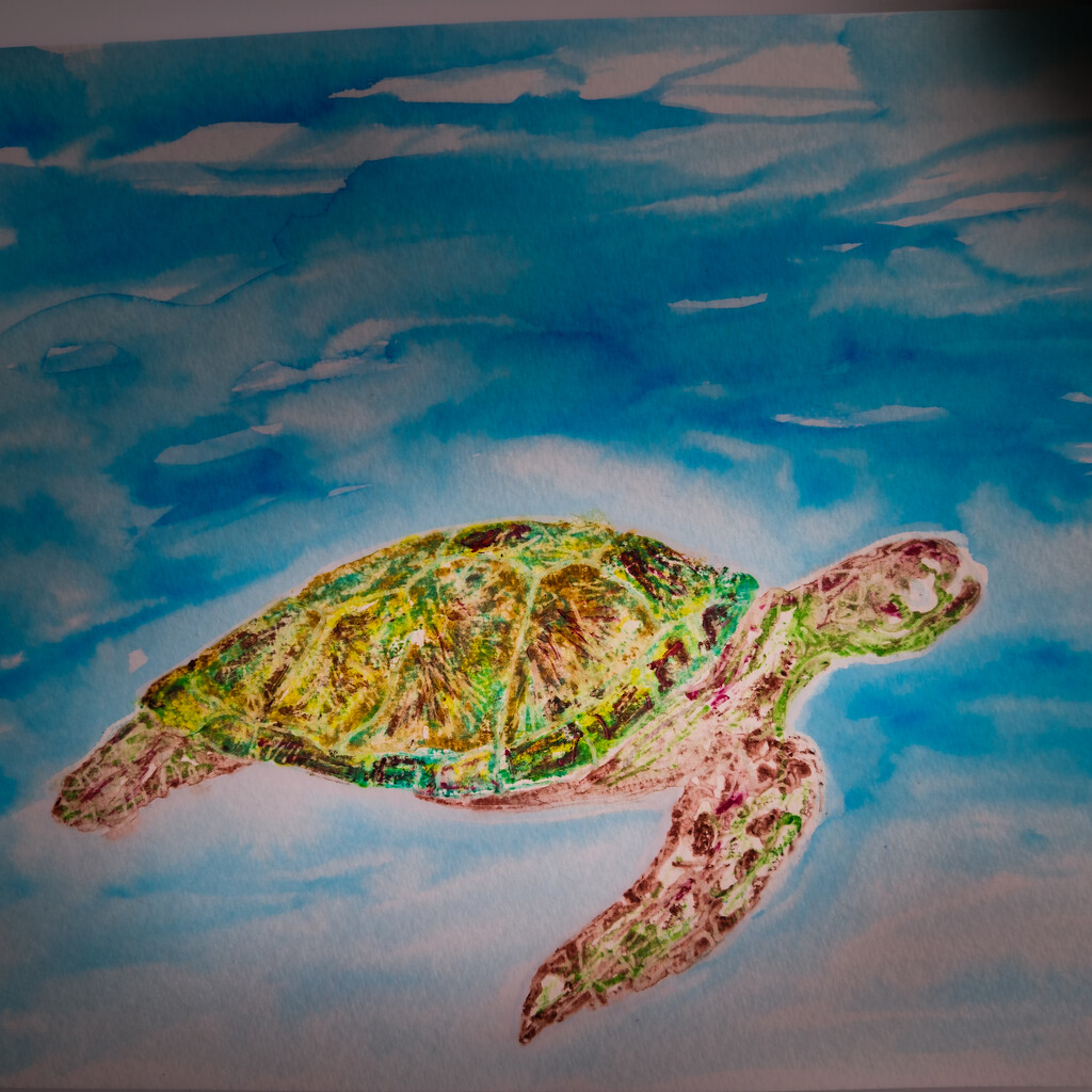 Turtle art by andyharrisonphotos