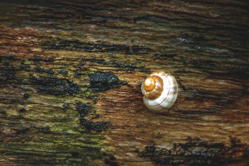 Snail on Wet Log by cocokinetic