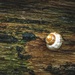 Snail on Wet Log