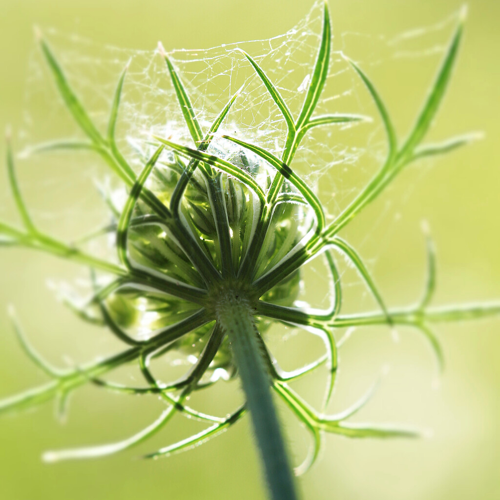 Webs & Light by juliedduncan