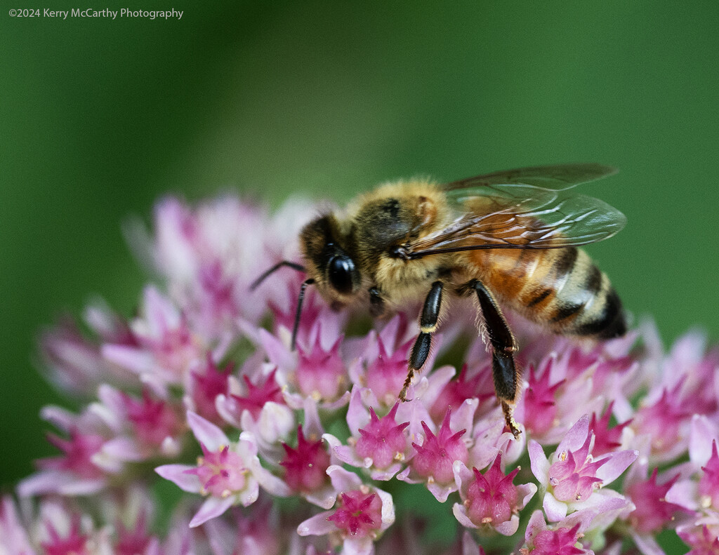 Bees love sedum by mccarth1