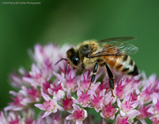 19th Sep 2024 - Bees love sedum