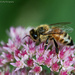 Bees love sedum