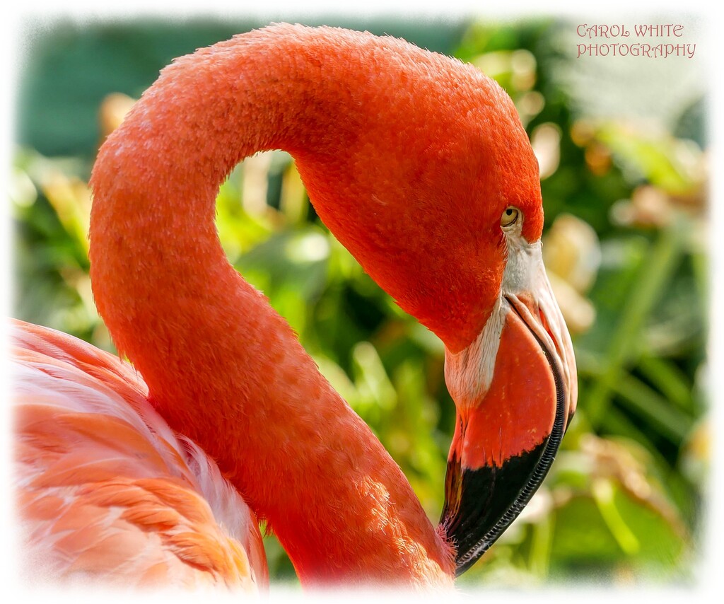 Flamingo Friday by carolmw