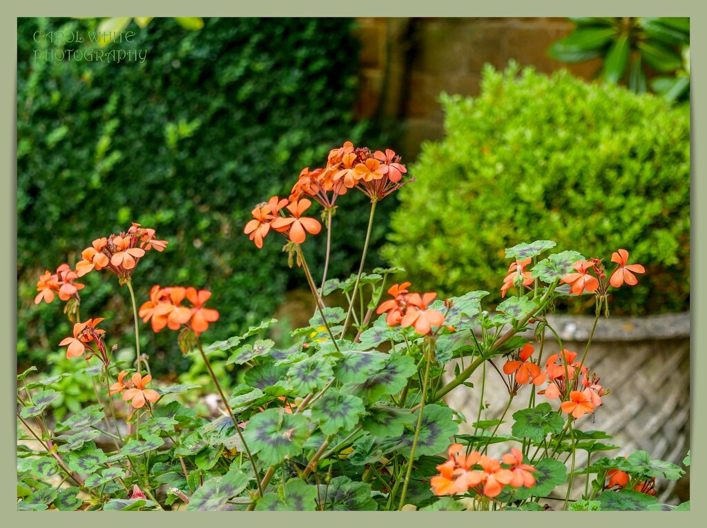 Geraniums by carolmw