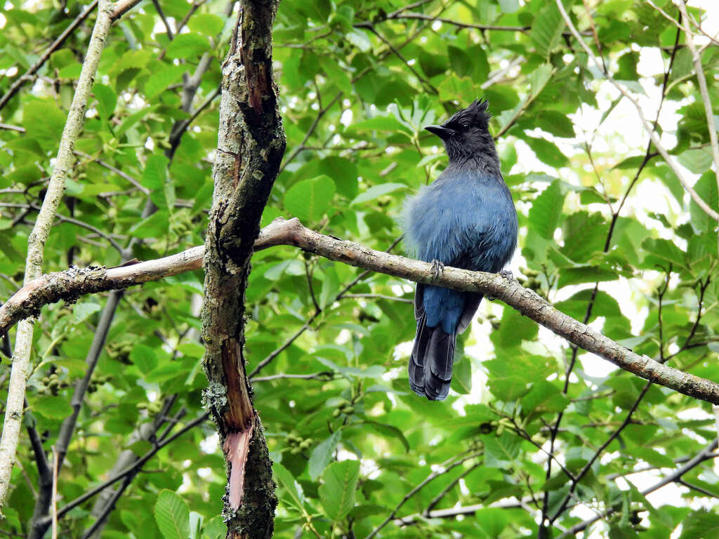 Stellar Jay  by seattlite