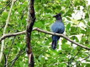 20th Sep 2024 - Stellar Jay 